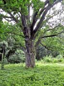 Noble oak in Bisumuiza park