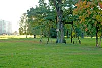 Noble oak in Ebelmuiza park