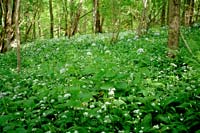 Ramsons in Slitere Blue mountains